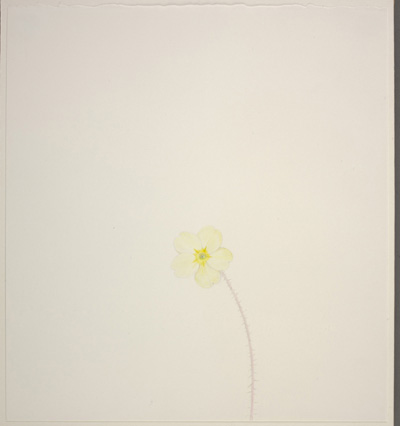  William McKeown: Open drawing – Primrose #2, 2003, colouring pencil on paper, 28.5 x 26 cm, collection Irish Museum of Modern Art, purchase, 2004; courtesy the artist and IMMA